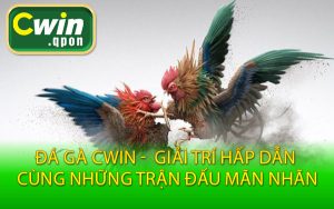 Đá Gà Cwin - Giải Trí Hấp Dẫn Cùng Những Trận Đấu Mãn Nhãn