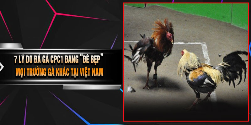 7 Lý Do Đá Gà CPC1 Đang “Đè Bẹp” Mọi Trường Gà Khác Tại Việt Nam