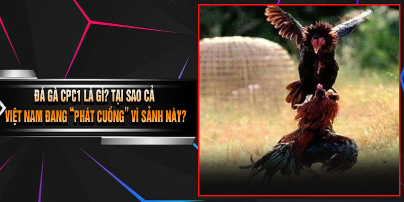 Đá Gà CPC1 Là Gì? Tại Sao Cả Việt Nam Đang “Phát Cuồng” Vì Sảnh Này?