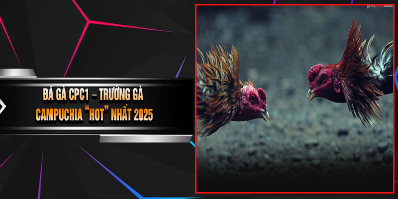 Đá Gà CPC1 – Trường Gà Campuchia “Hot Nhất 2025