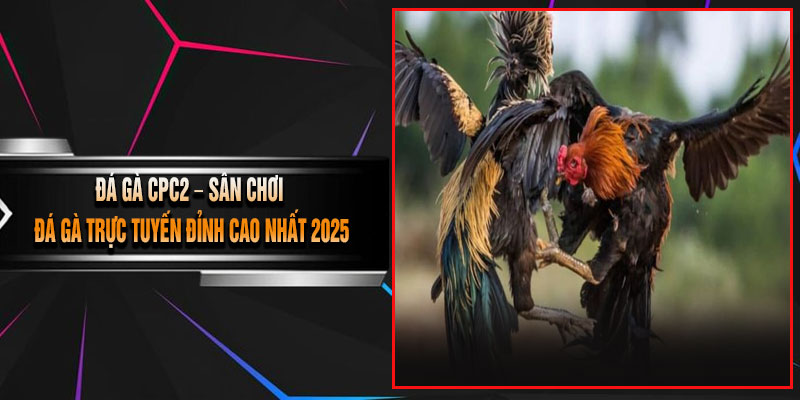 Đá Gà CPC2 – Sân Chơi Đá Gà Trực Tuyến Đỉnh Cao Nhất 2025