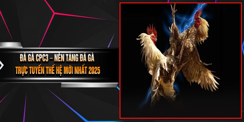 Đá Gà CPC3 – Nền Tảng Đá Gà Trực Tuyến Thế Hệ Mới Nhất 2025