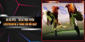Đá Gà CPC4 – Đá Gà Trực Tuyến, Livestream 8K & Thắng Lớn Mỗi Ngày