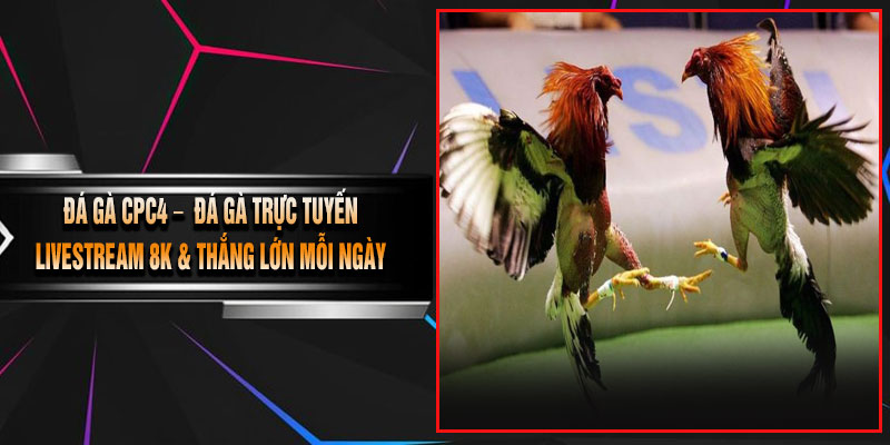 Đá Gà CPC4 – Đá Gà Trực Tuyến, Livestream 8K & Thắng Lớn Mỗi Ngày