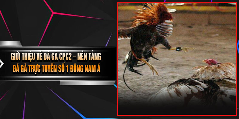 Giới Thiệu Về Đá Gà CPC2 – Nền Tảng Đá Gà Trực Tuyến Số 1 Đông Nam Á