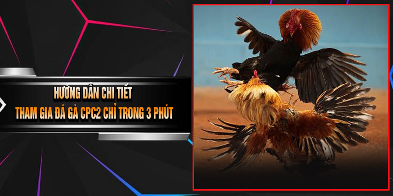 Hướng Dẫn Chi Tiết Tham Gia Đá Gà CPC2 Chỉ Trong 3 Phút