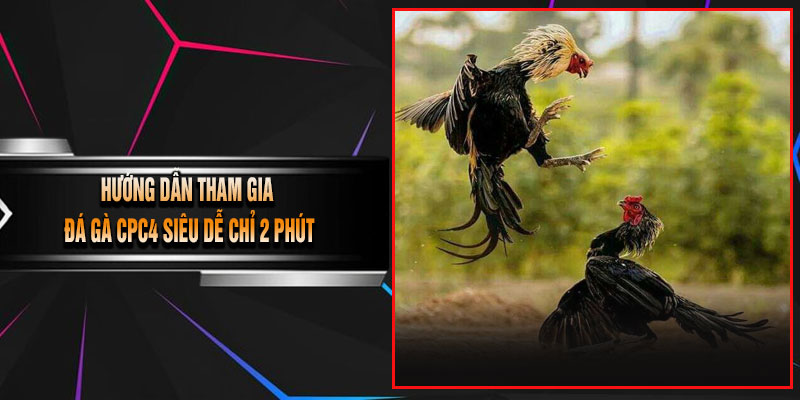 Hướng Dẫn Tham Gia Đá Gà CPC4 Siêu Dễ Chỉ 2 Phút
