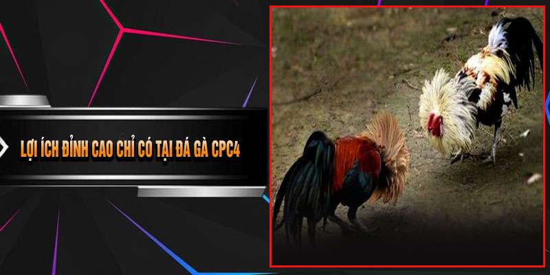 Lợi Ích Đỉnh Cao Chỉ Có Tại Đá Gà CPC4