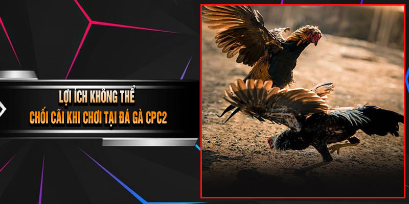 Lợi Ích Không Thể Chối Cãi Khi Chơi Tại Đá Gà CPC2